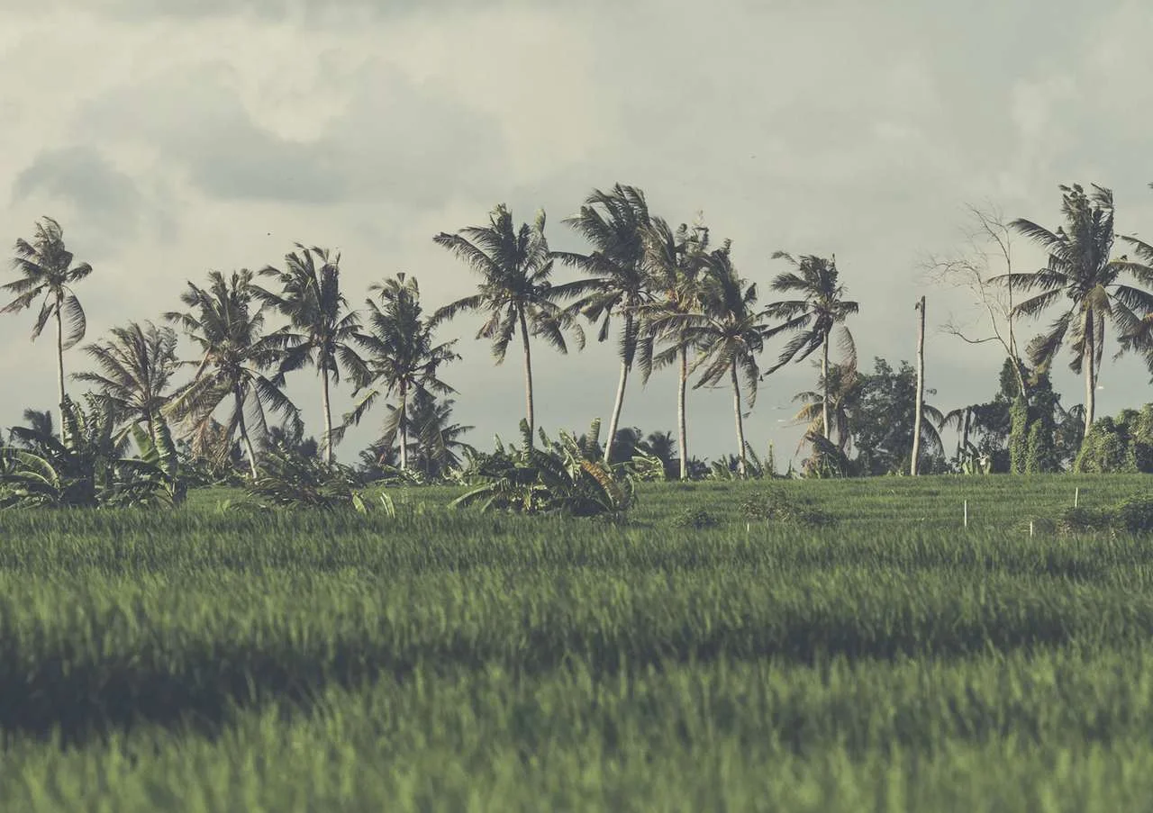 Seseh Properties in Bali — PROPERTIA.